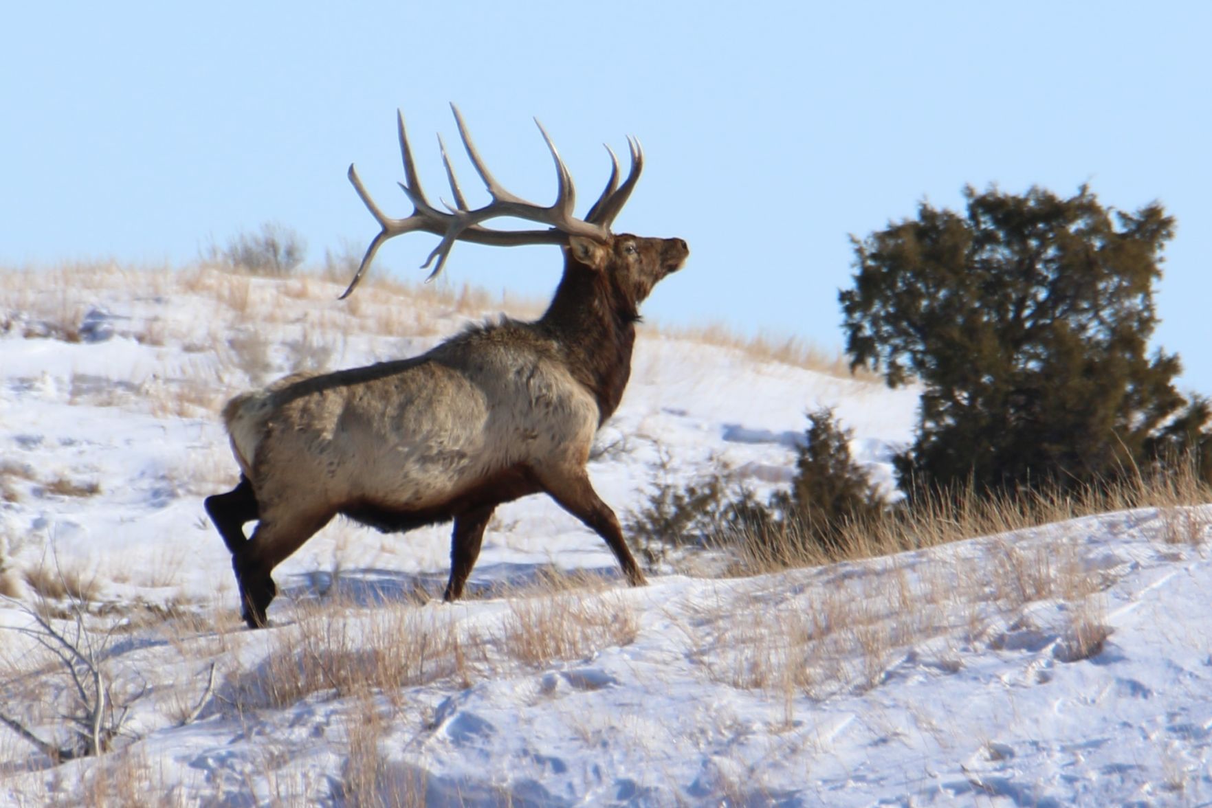 Magestic Bull Elk